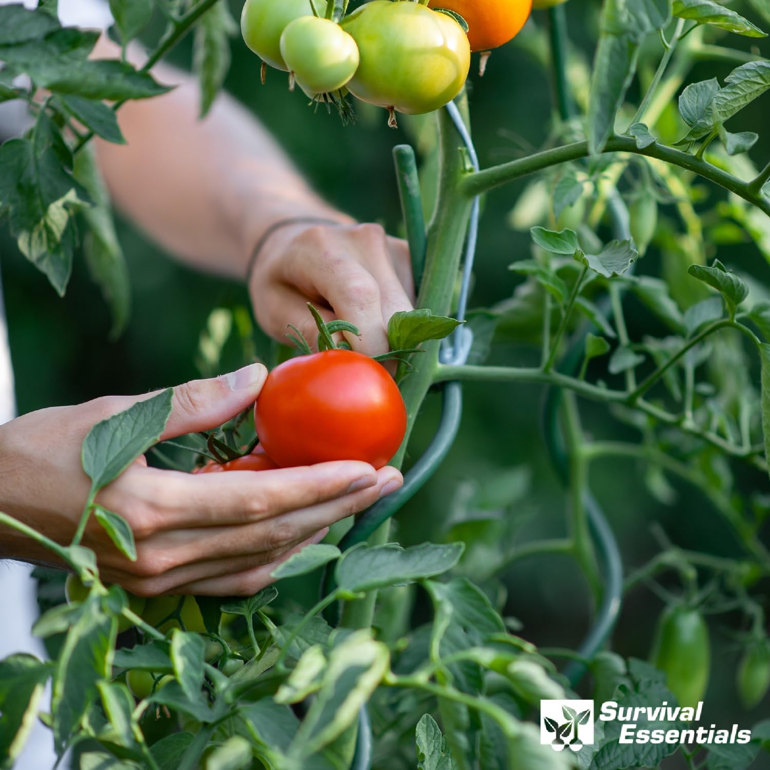 Ultimate Heirloom Seed Vault – 144 Non-GMO Heirloom Seed Varieties in Airtight Ammo Can, 23,000 Survival Seeds for Vegetables, Fruits, & Herbs – Premium Emergency & Prepper Supplies