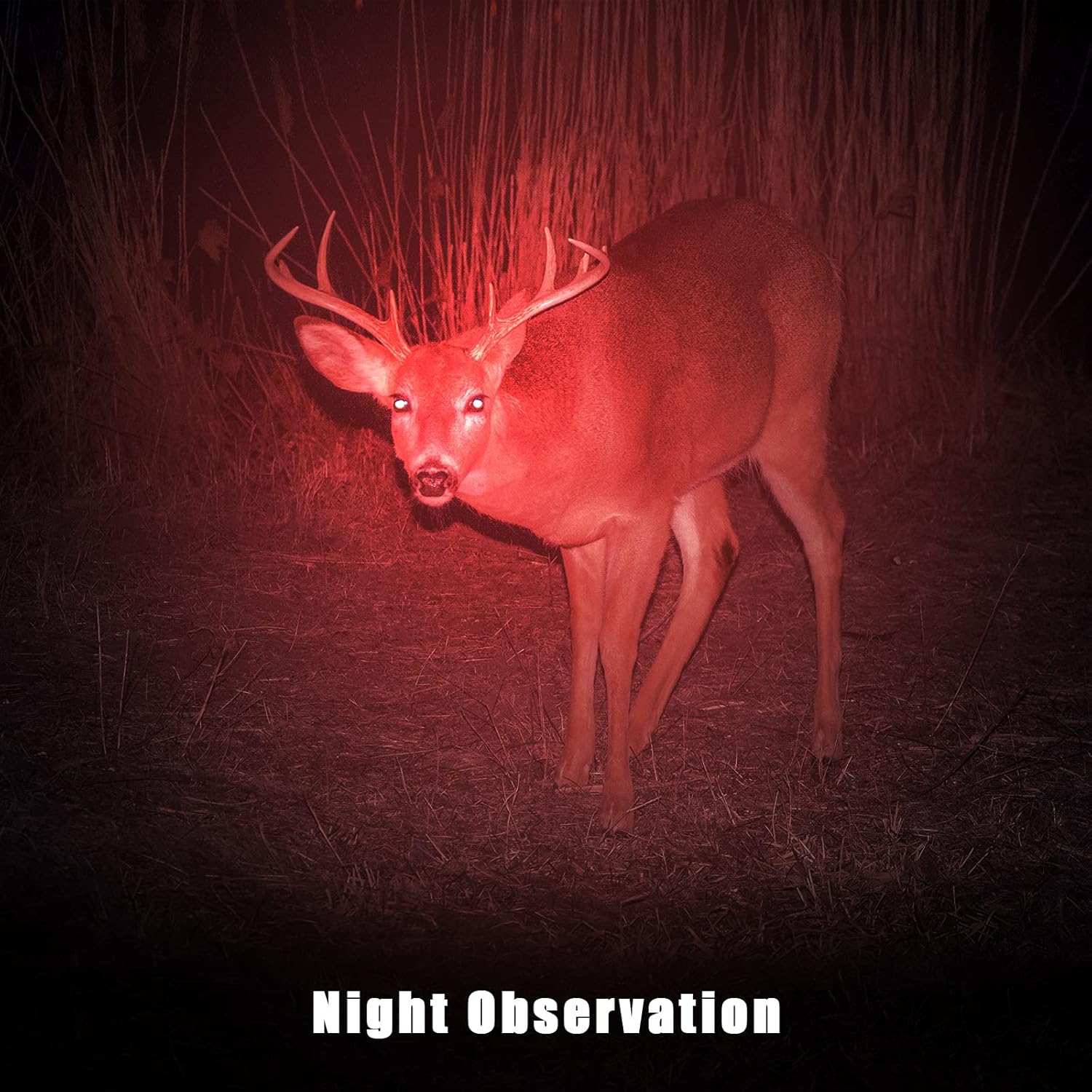 Red Light Flashlight 4 Pack – Zoomable LED, Single Mode, Night Vision Safe | Astronomy, Hunting & Survival